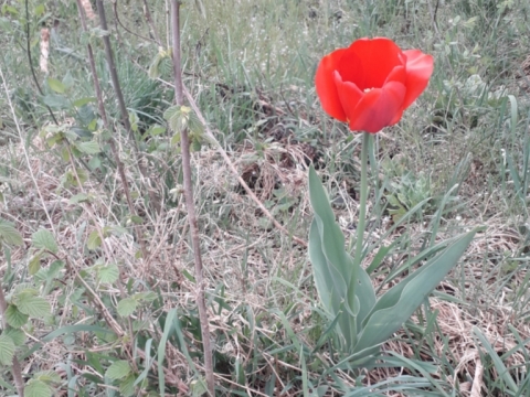 Ongun,Türk Mitolojisı